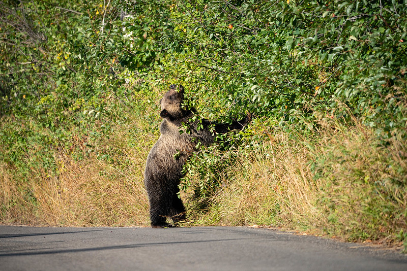 Grizzly bear eats berries along the road