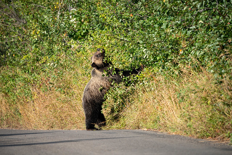 Grizzly Bear eating berries on Moose-Wilson Road Grizzly bear eats berries along the road