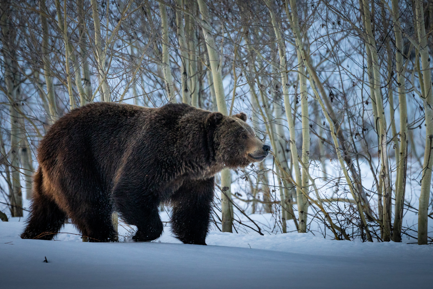 Grizzly bear walks through snow