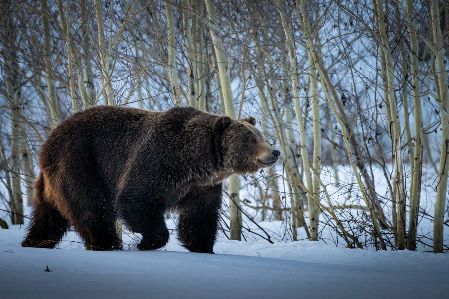 Grizzly bear walking in snow Grizzly bear walks through snow