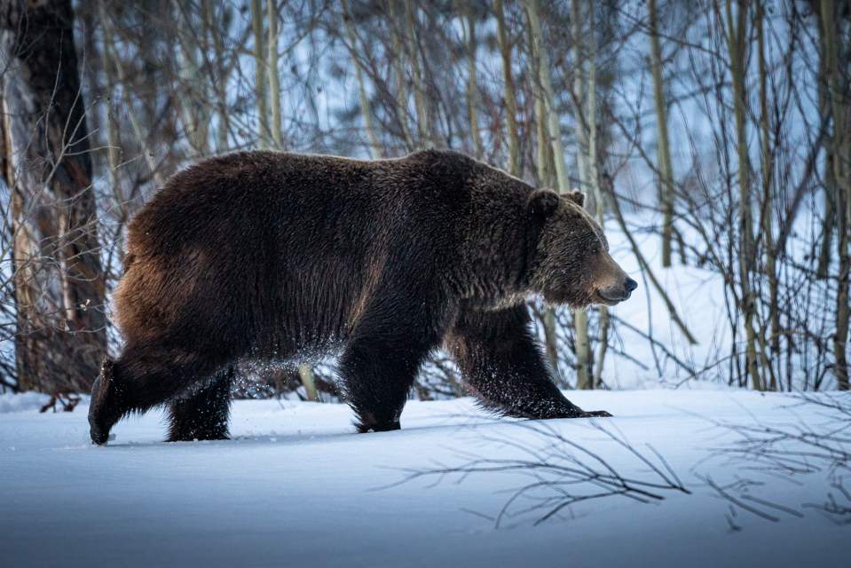 Grizzly bear walks through snow