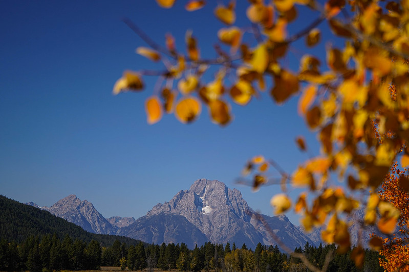 Mount Moran and fall leaves Fall leaves with Teton range in the background