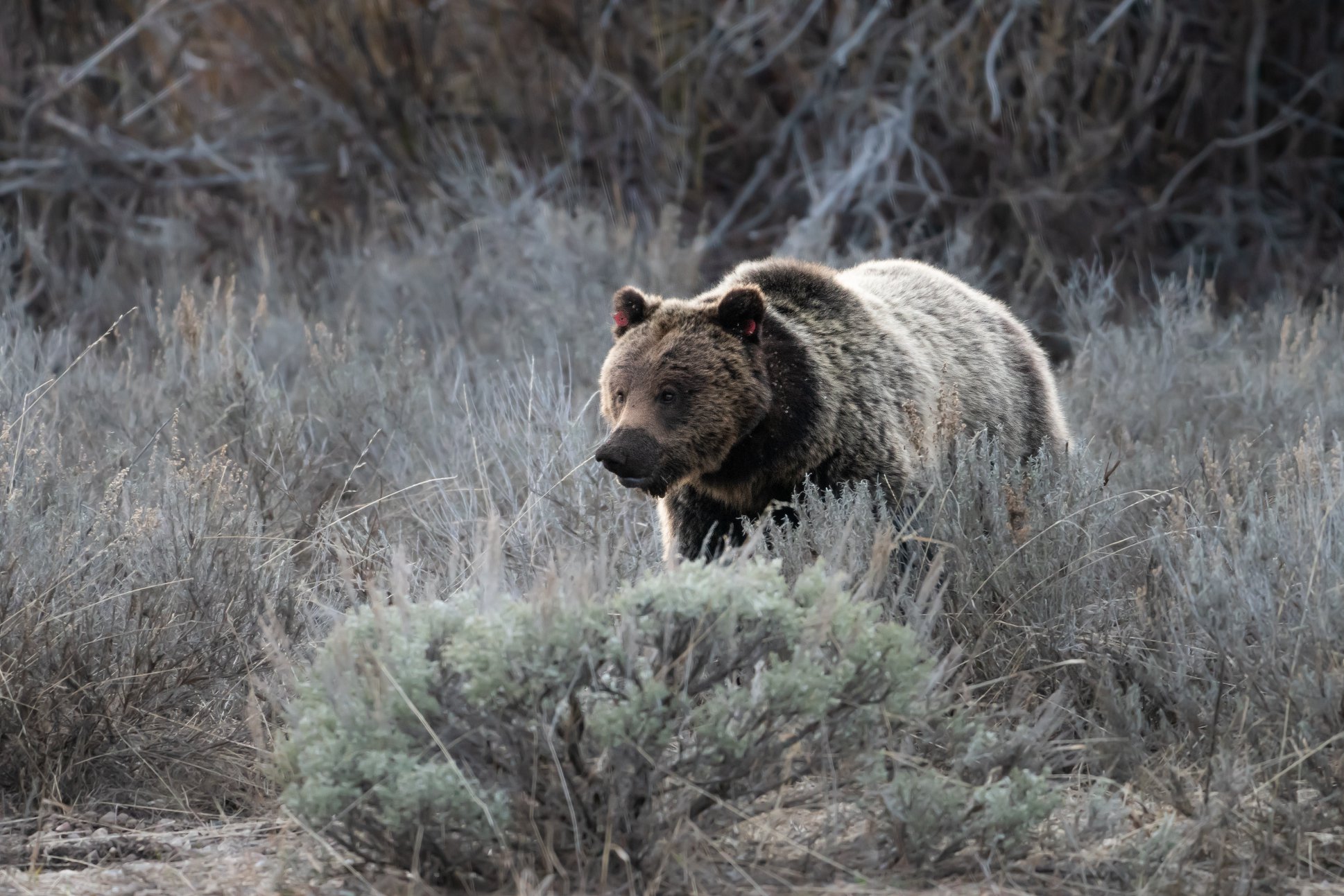 Grizzly Bear in the sage and willows