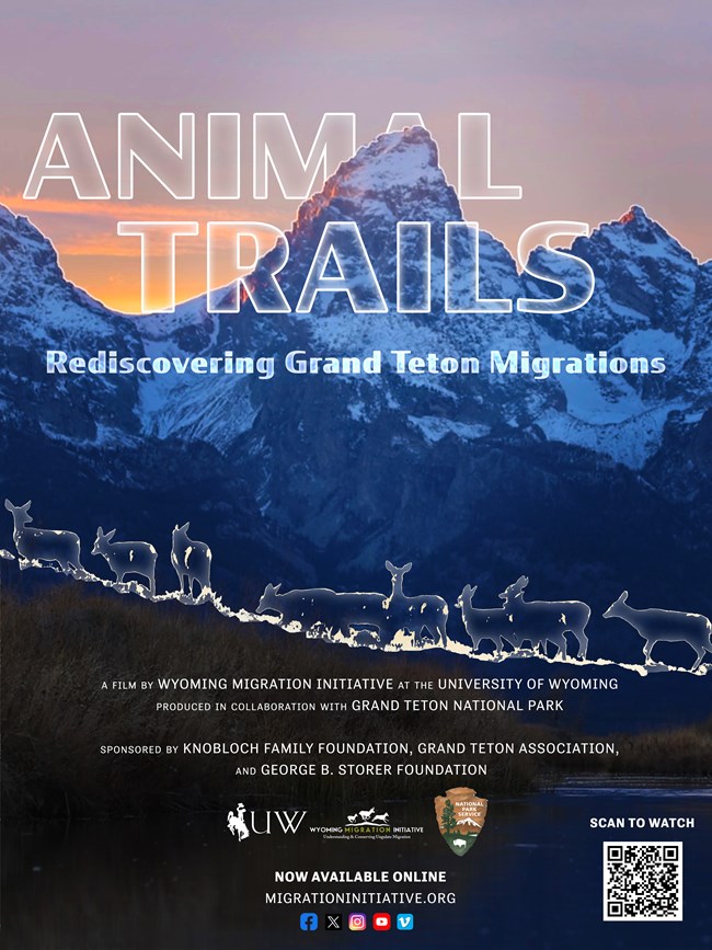 Animal Trails Poster with Teton Range in the background and animated deer below.