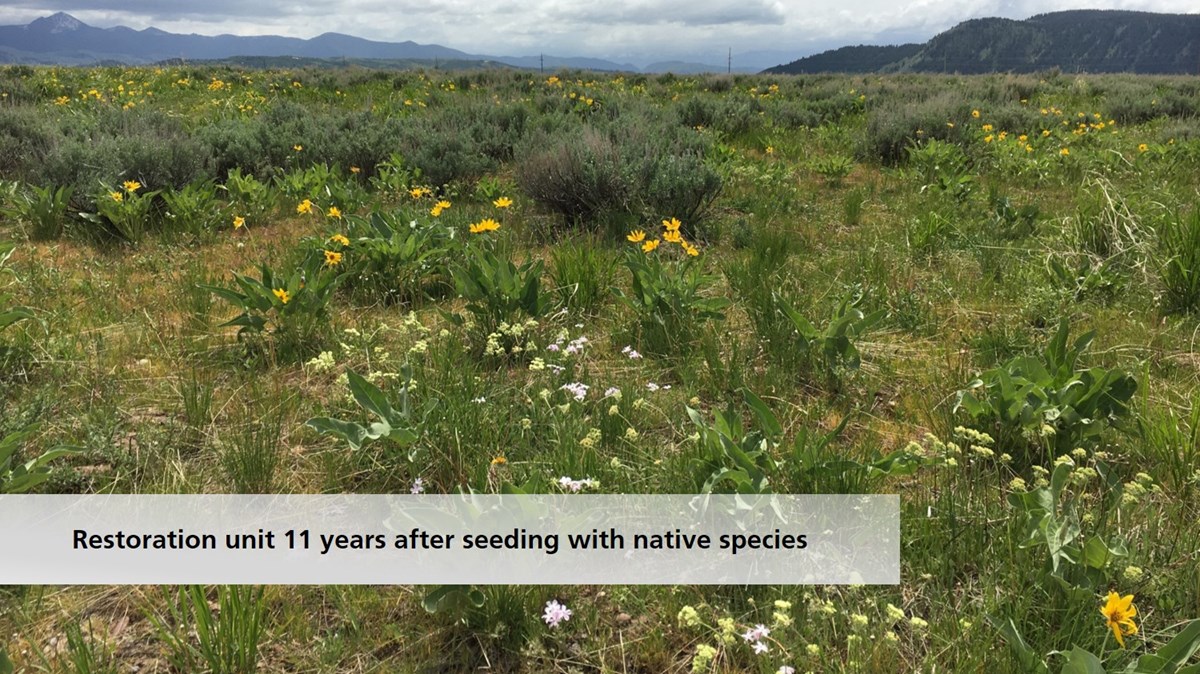 11 years after restoration was initiated, native sagebrush steppe habitat