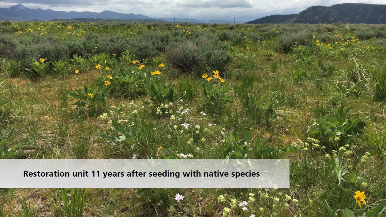 After: 11 years after restoration was initiated 11 years after restoration was initiated, native sagebrush steppe habitat