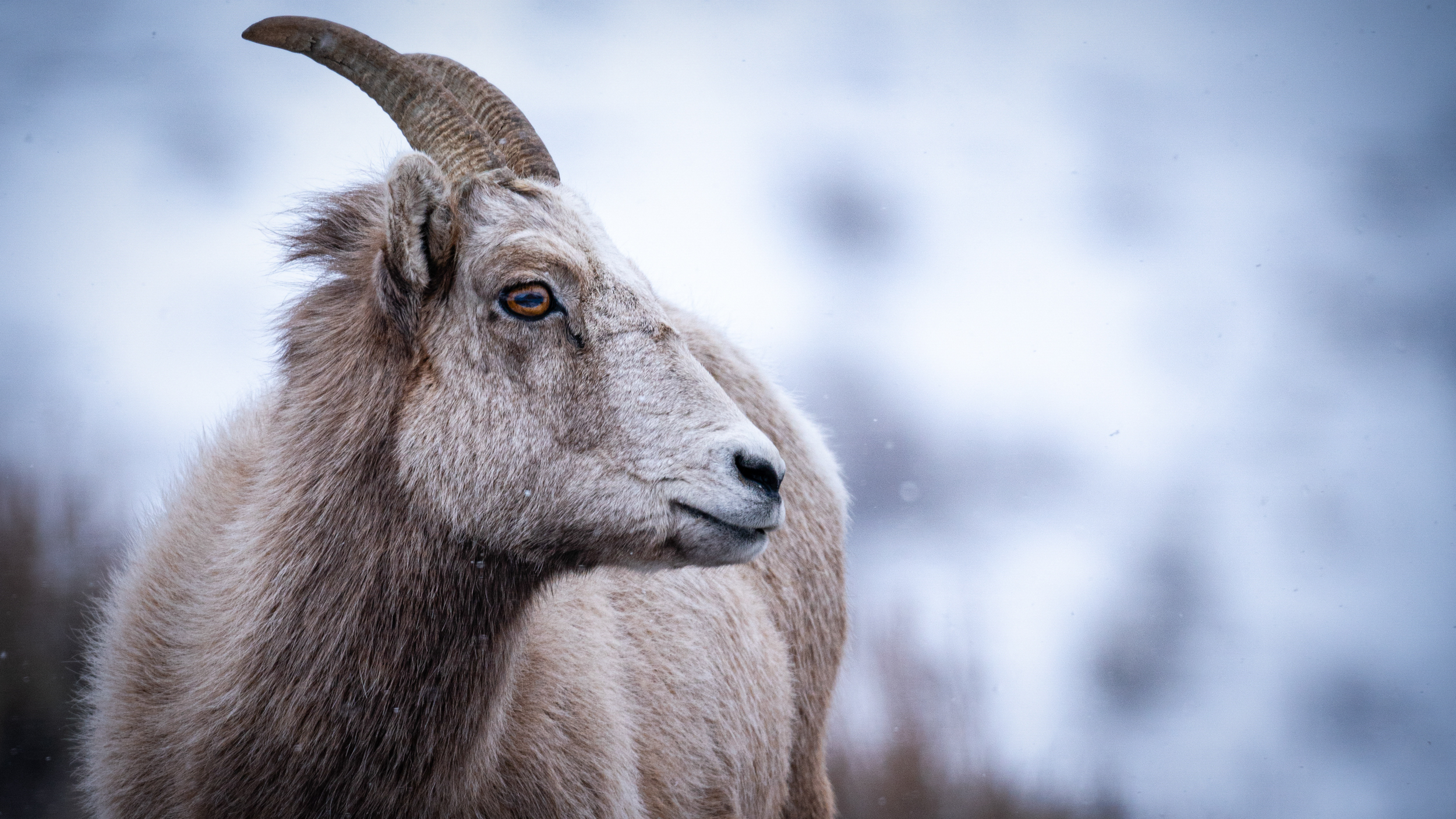 A bighorn sheep in the snow