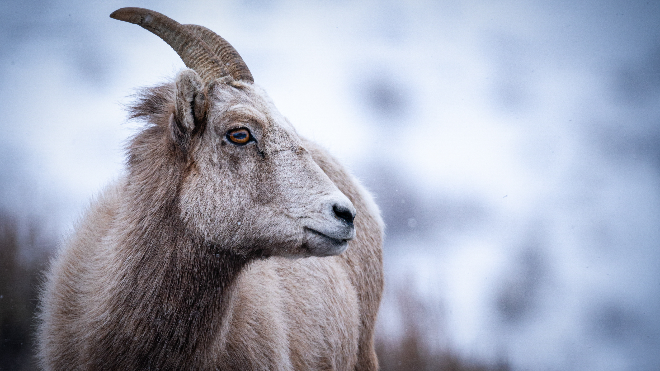 Bighorn Sheep A bighorn sheep in the snow
