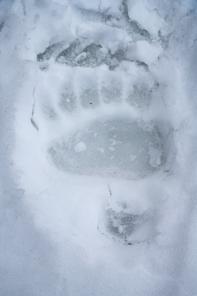 Grizzly bear track in the snow