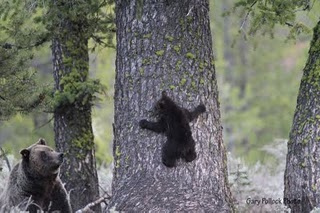 Grizzly #610 and cub