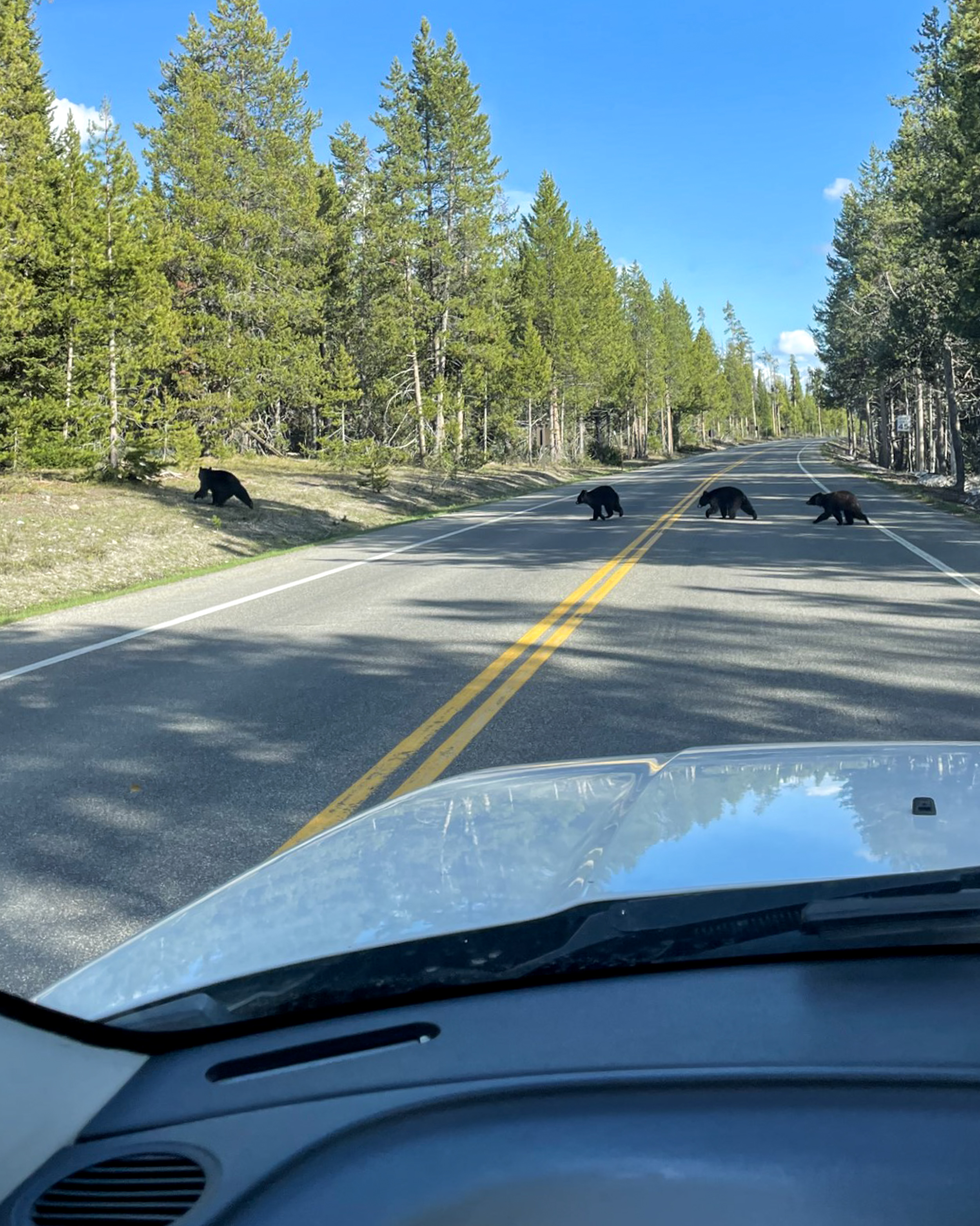 A family of four black bears, including a sow and three cubs, cross a park road in front of a vehicle.