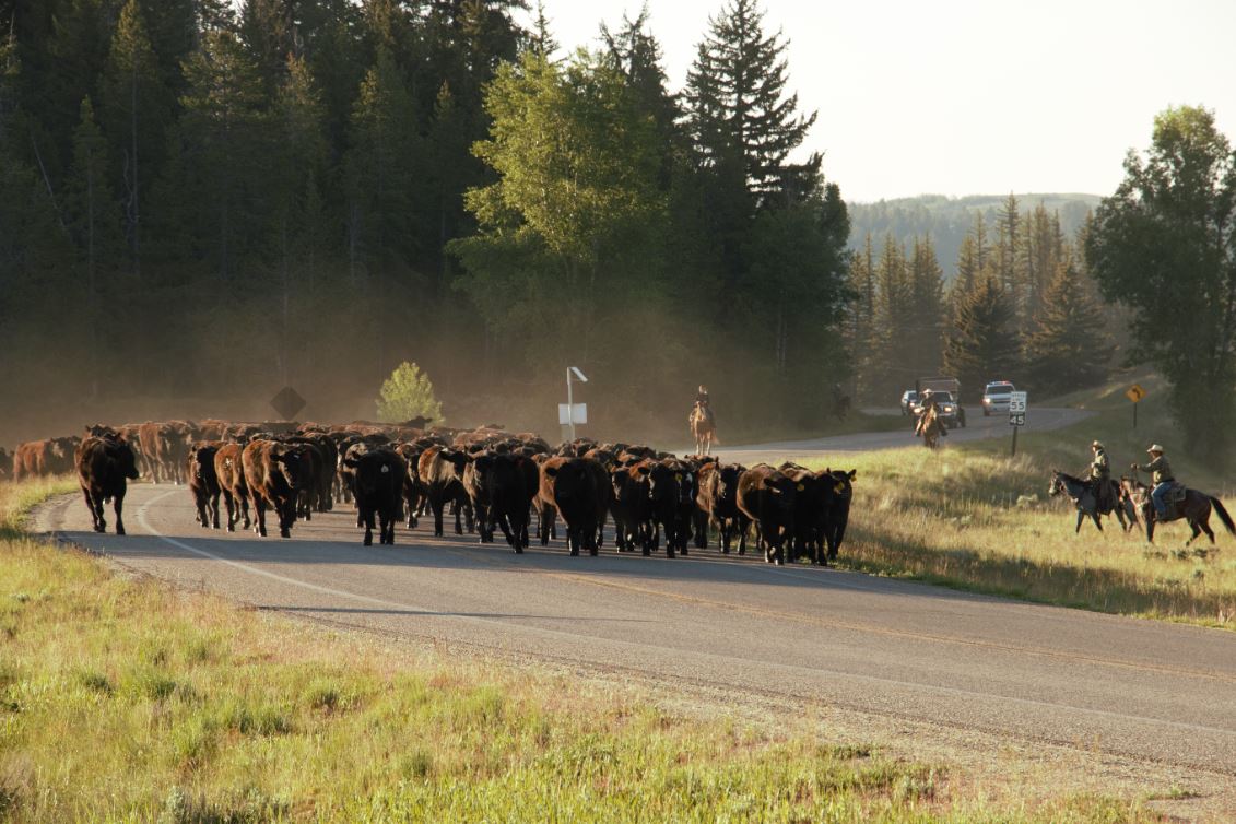 Photo of cattle being herded across Highway 89 in 2018.