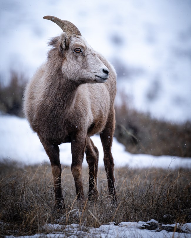 Bighorn sheep with snow covered background