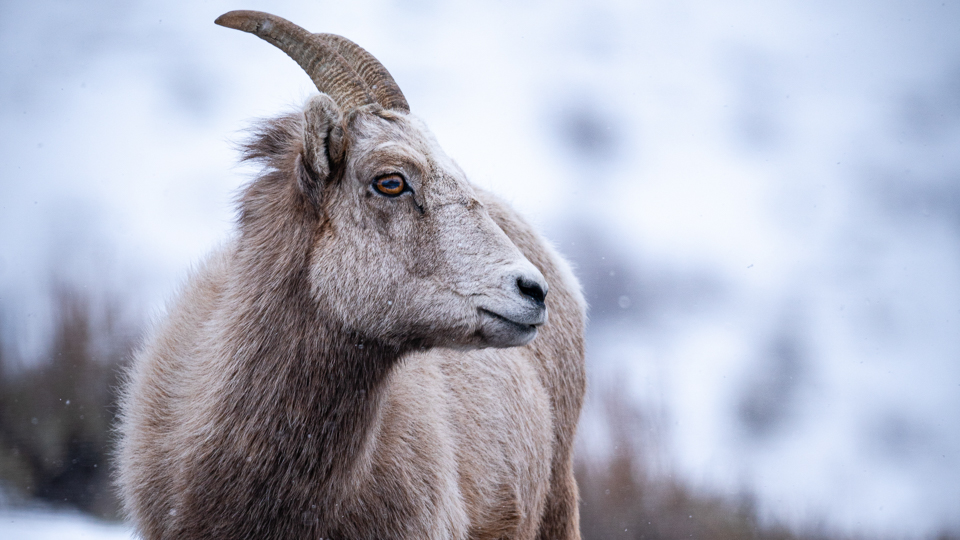 Bighorn sheep in the snow