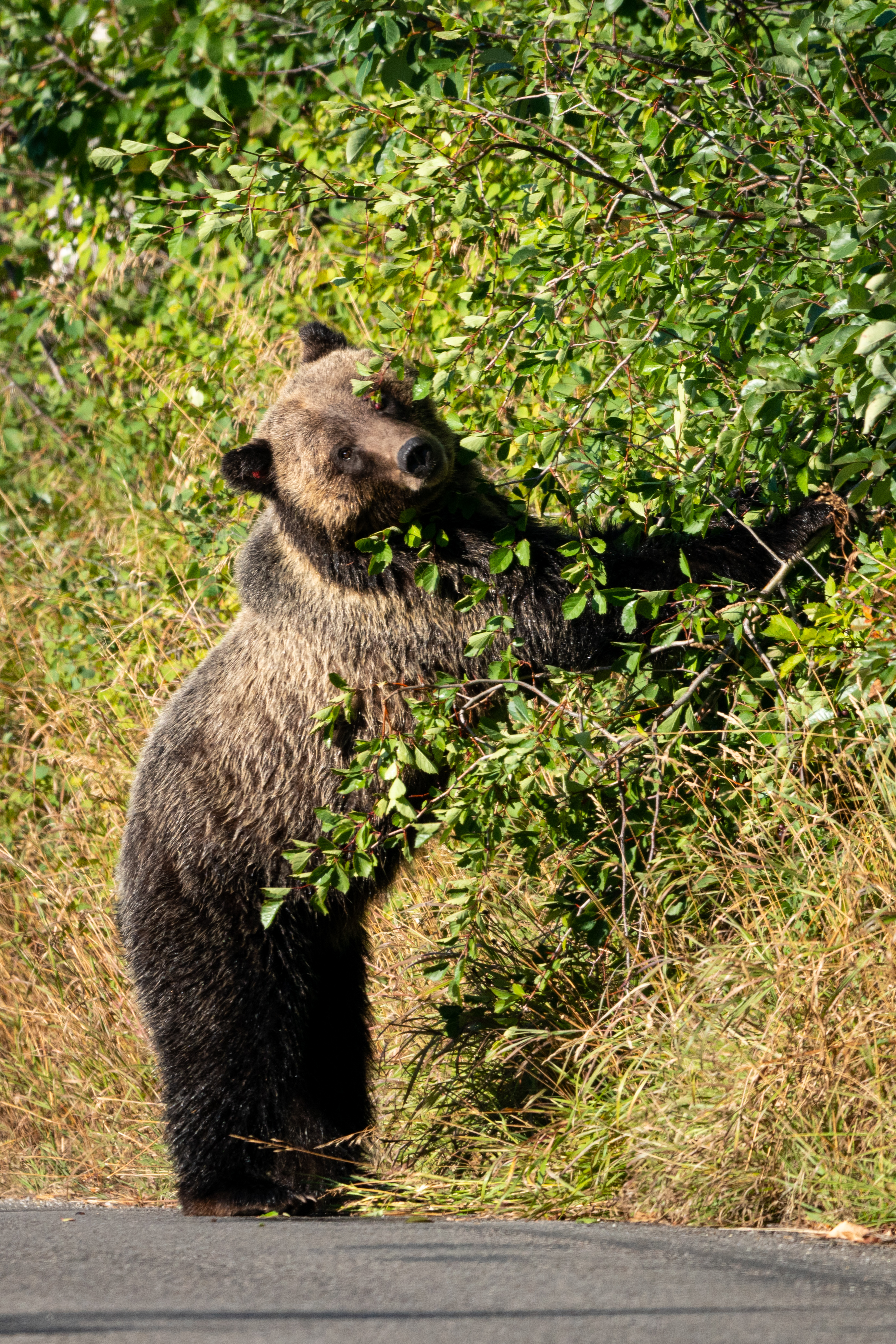 NPS Photo/C. Adams Grizzly Bear eats berries along Moose-Wilson Road