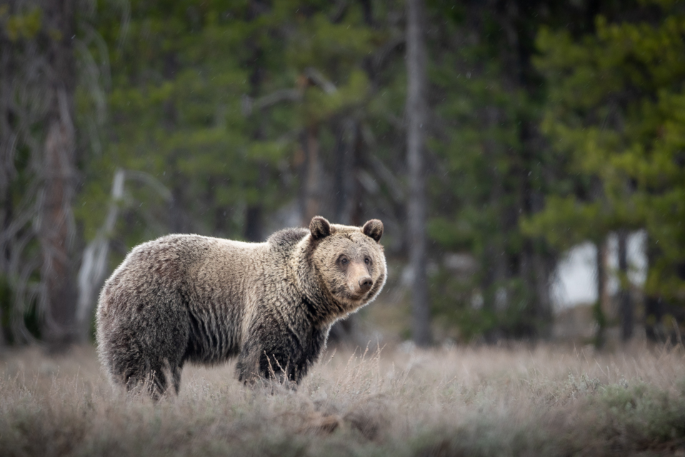 Grizzly bear in the sage and forest Grizzly bear in the sage with forest in the background