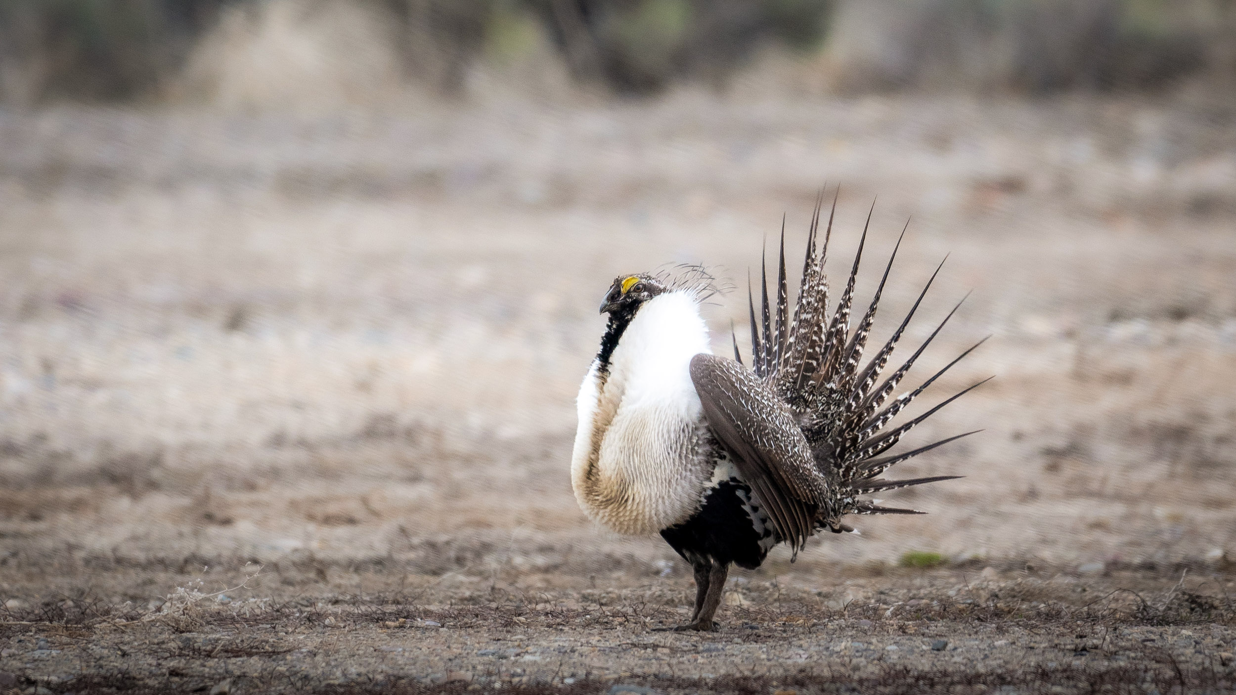 Male sage grouse in an open field