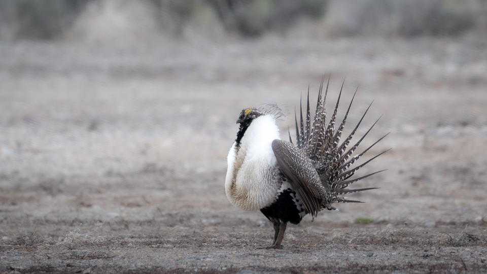 Male sage grouse