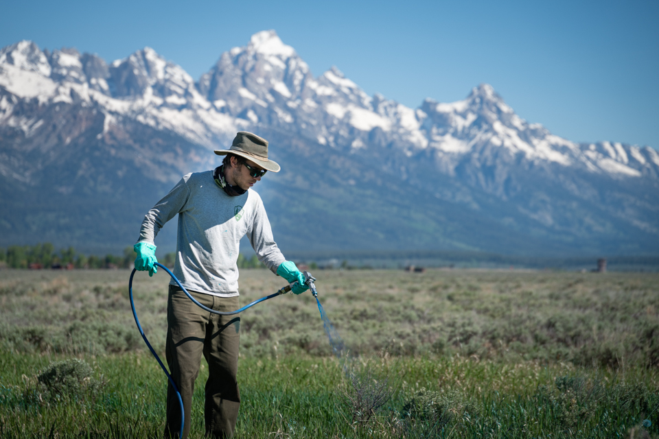 Sagebrush habitat restoration Park staff initiating habitat restoration projects