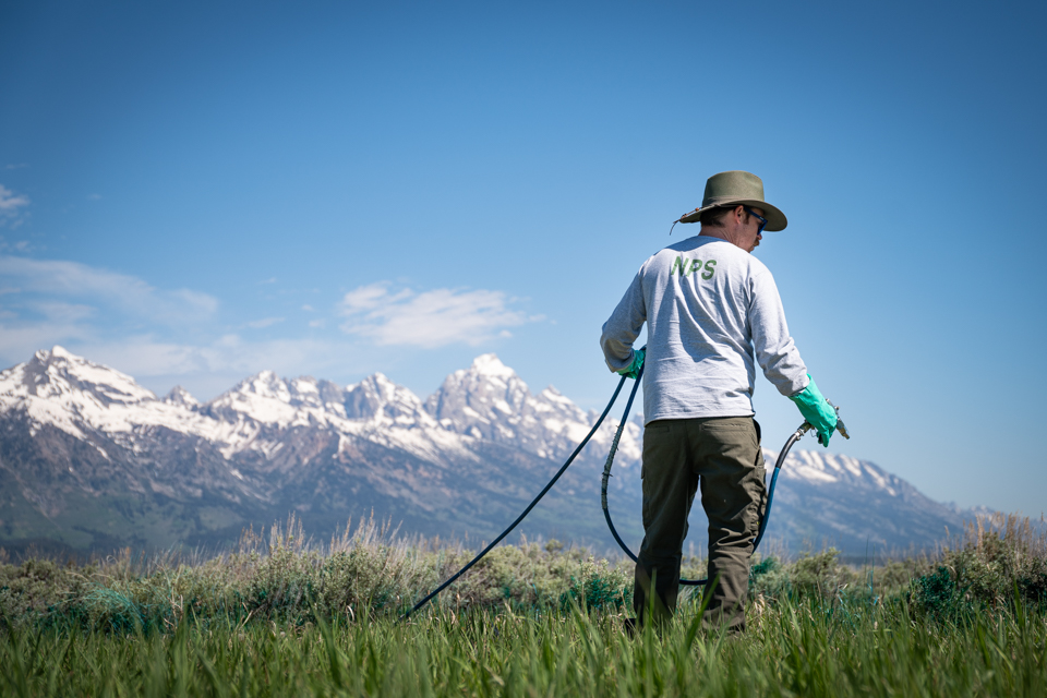 Park staff from vegetation management crew spray for invasive species