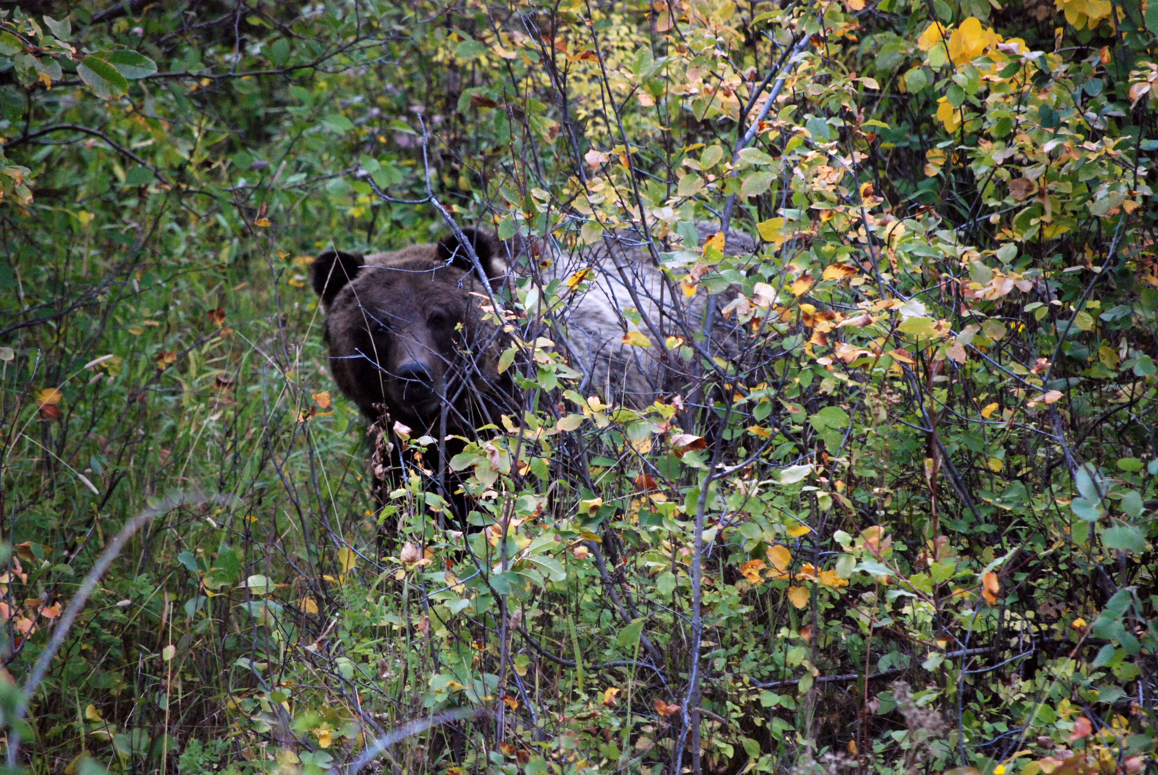 Grizzly#760_MWR_9