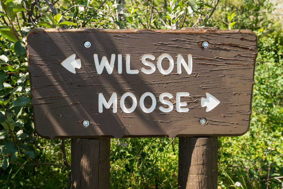 Moose-Wilson Road sign with leaves in the background