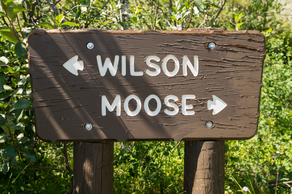 Moose-Wilson Road Sign Moose-Wilson Road sign with leaves in the background