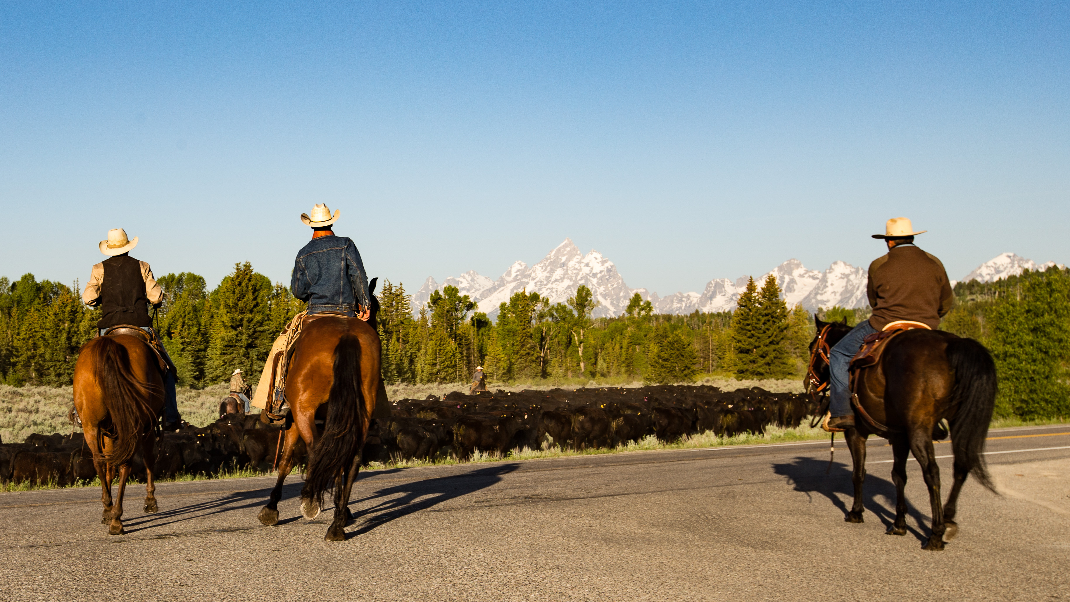NPS Photo/ Cattle Drive Cattle Drive takes place in Grand Teton