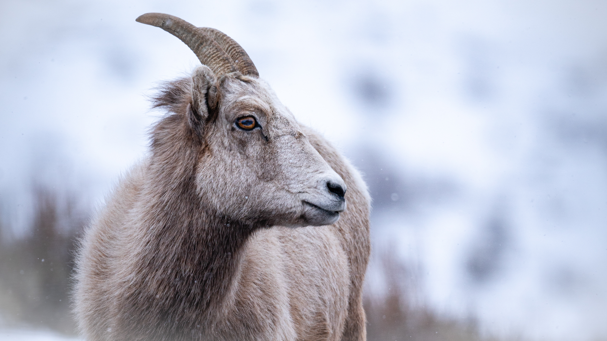 A bighorn sheep in the snow