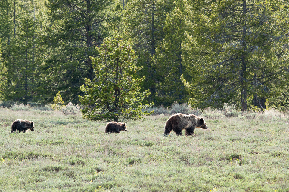 grizzly bear with two cubs