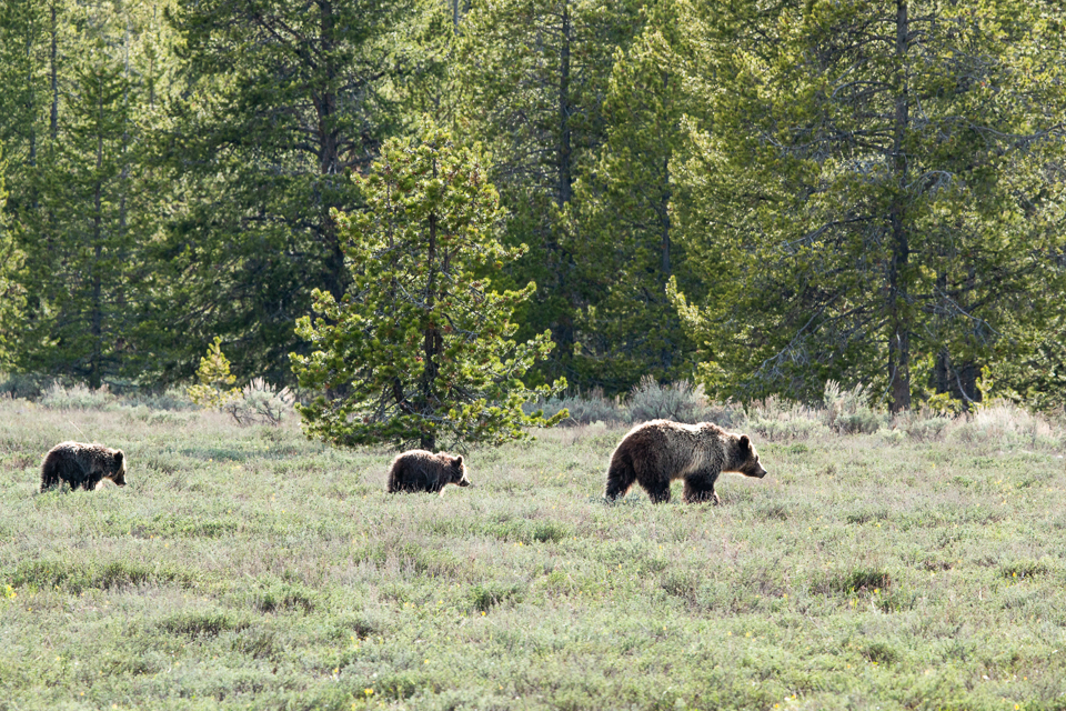 Grizzly with cubs grizzly bear with two cubs