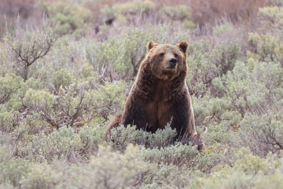 Grizzly bear 399 in the sage