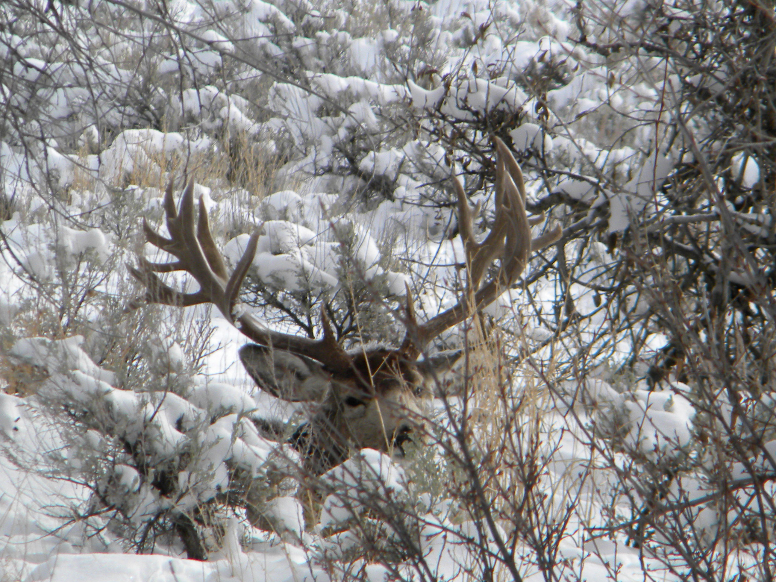 Gros Ventre Buck 4 (1) Gros Ventre Buck 4 (1)