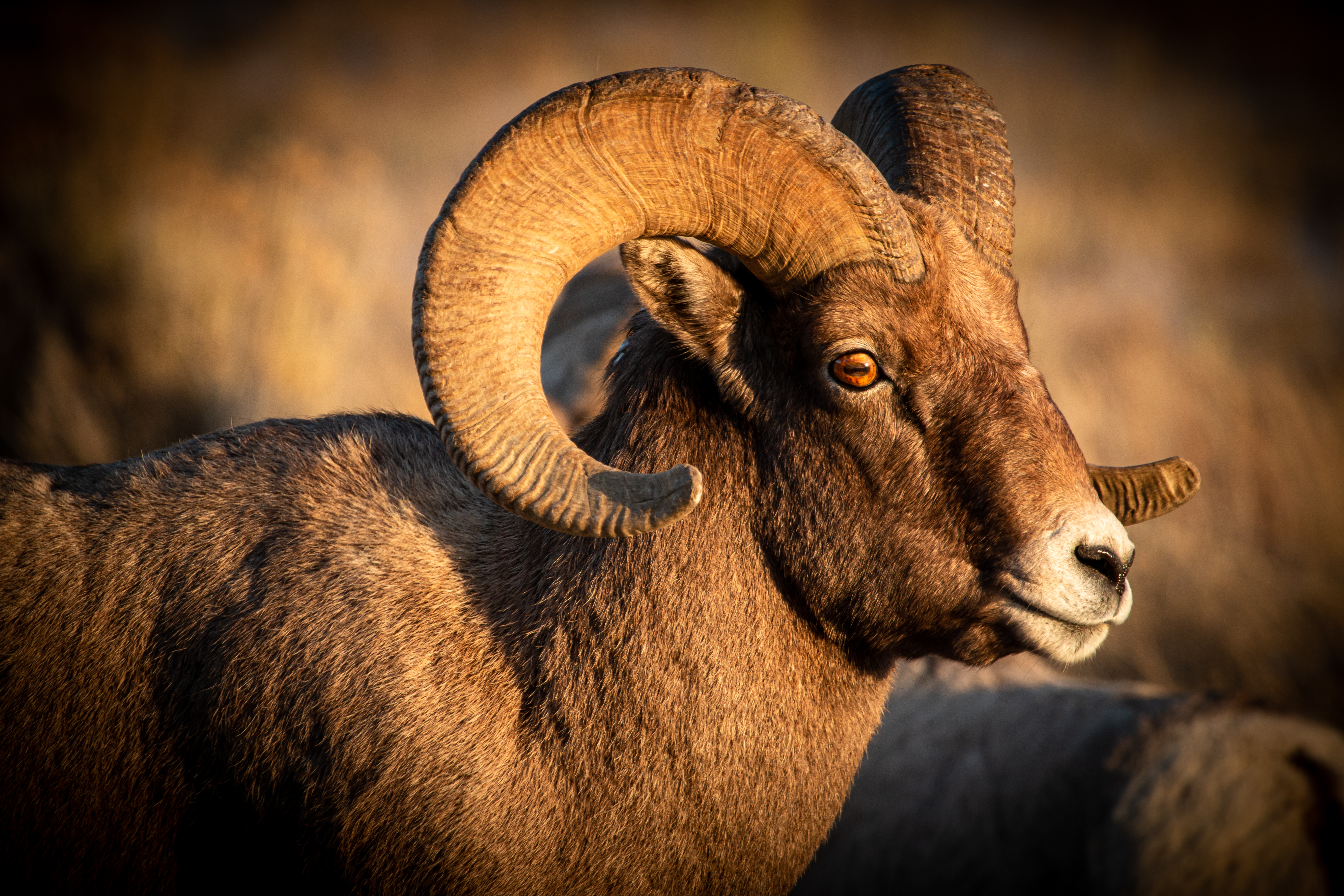 Bighorn Sheep Ram