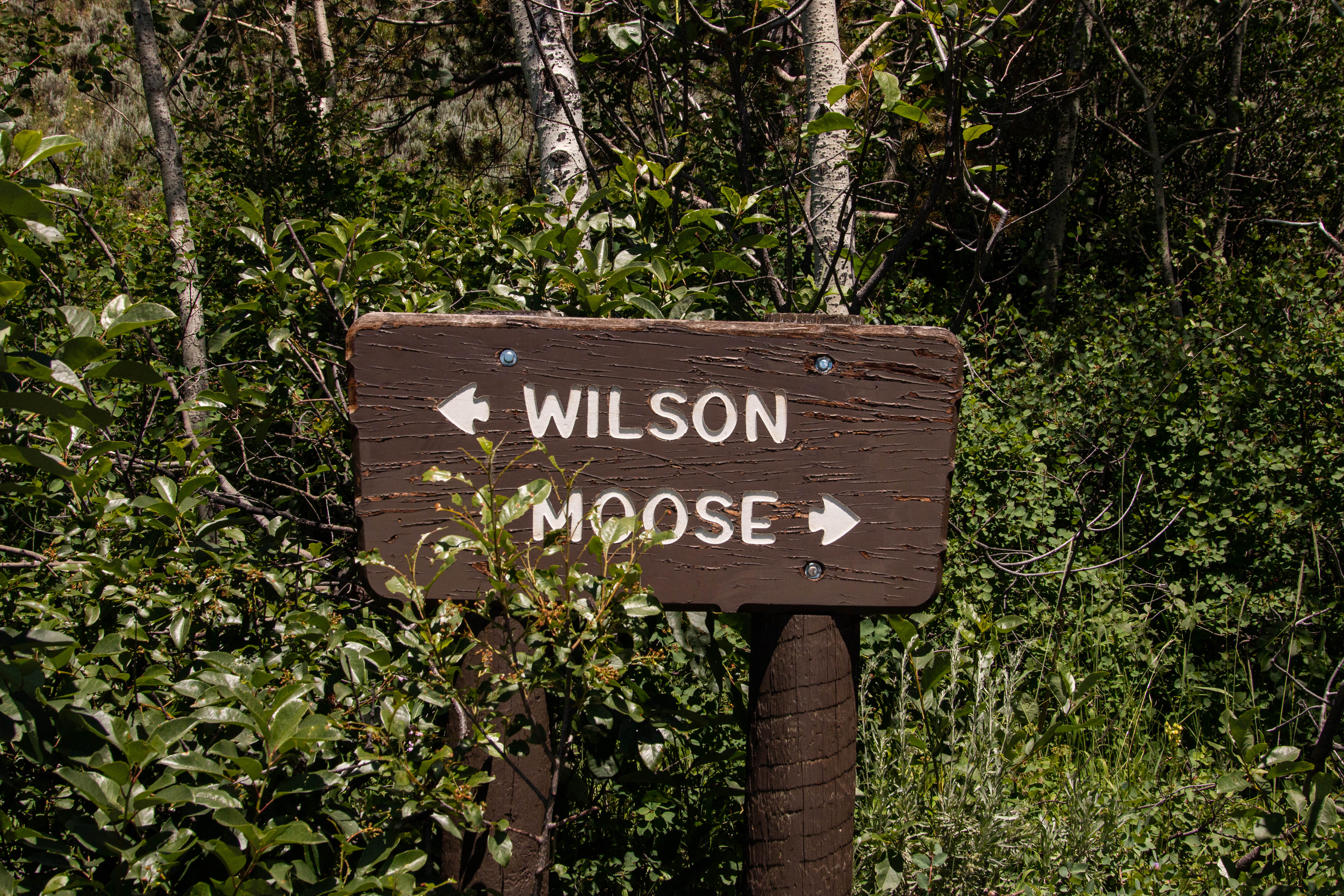 a sign in bushes that says Moose Wilson