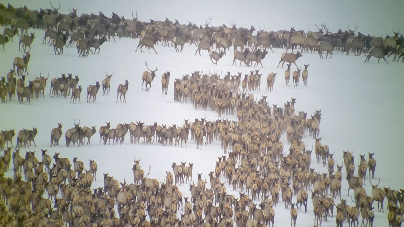 Large Elk Herd on the National Elk Refuge Large Elk Herd National Elk Refuge April 2023 credit Tyler Greenly Jackson Hole Eco Tour Wildlife Adventures
