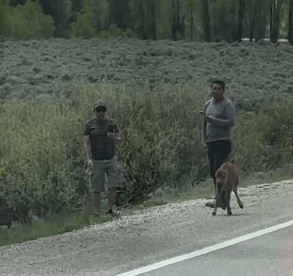 Two individuals standing next to a bison calf