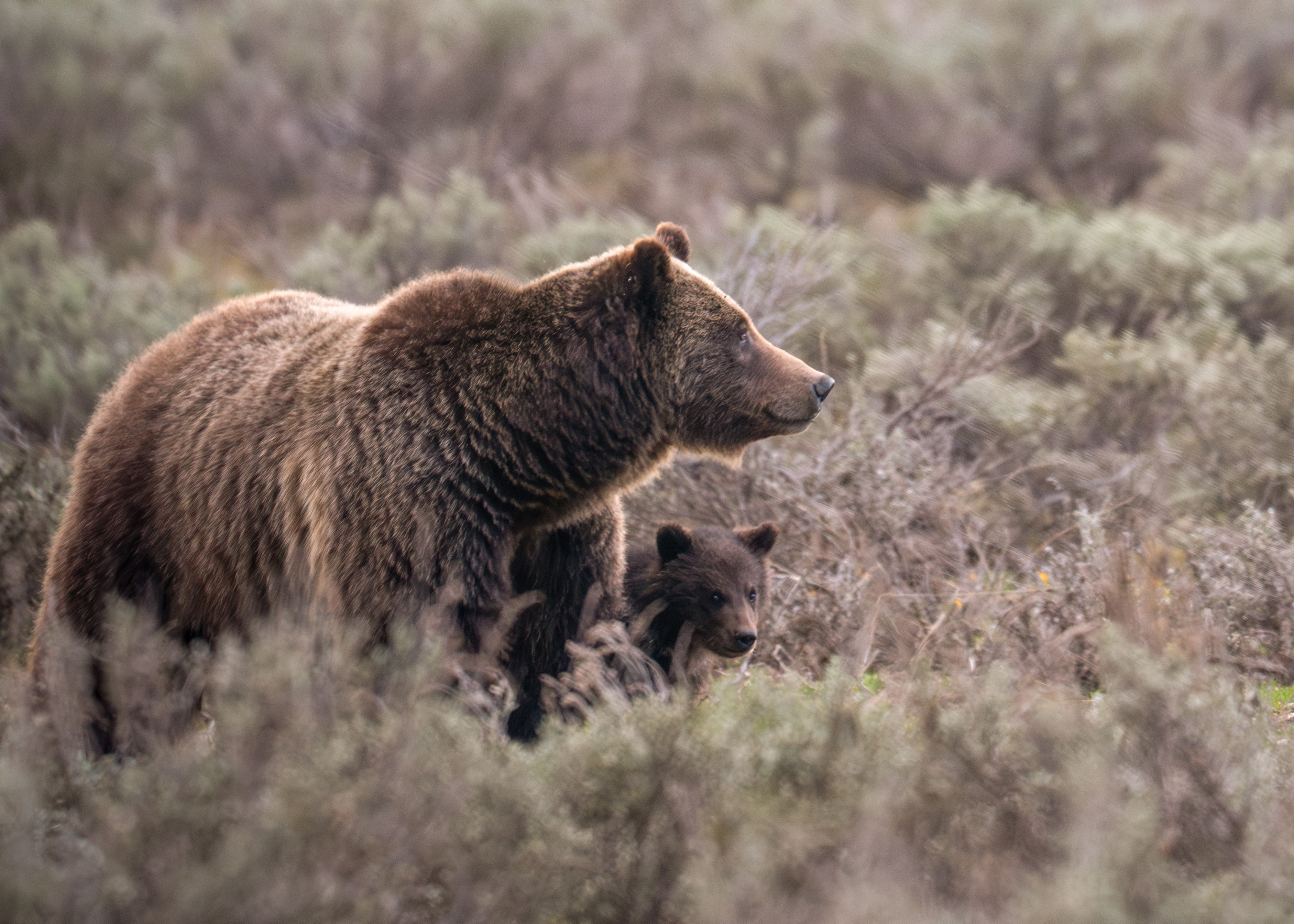 Grizzly bear 399 and cub An adult grizzly bear and a cub