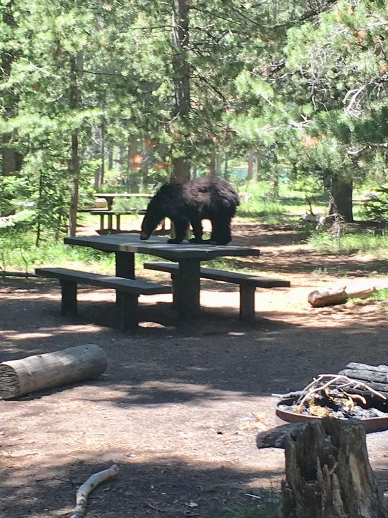 Black Bear Investigates Picnic Table