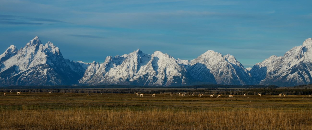 Pronghorn stand in front of the Teton Range