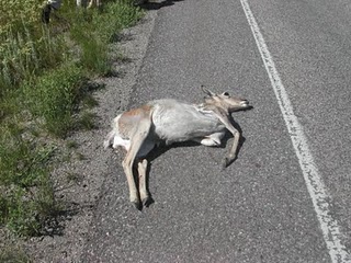 Pronghorn MVA