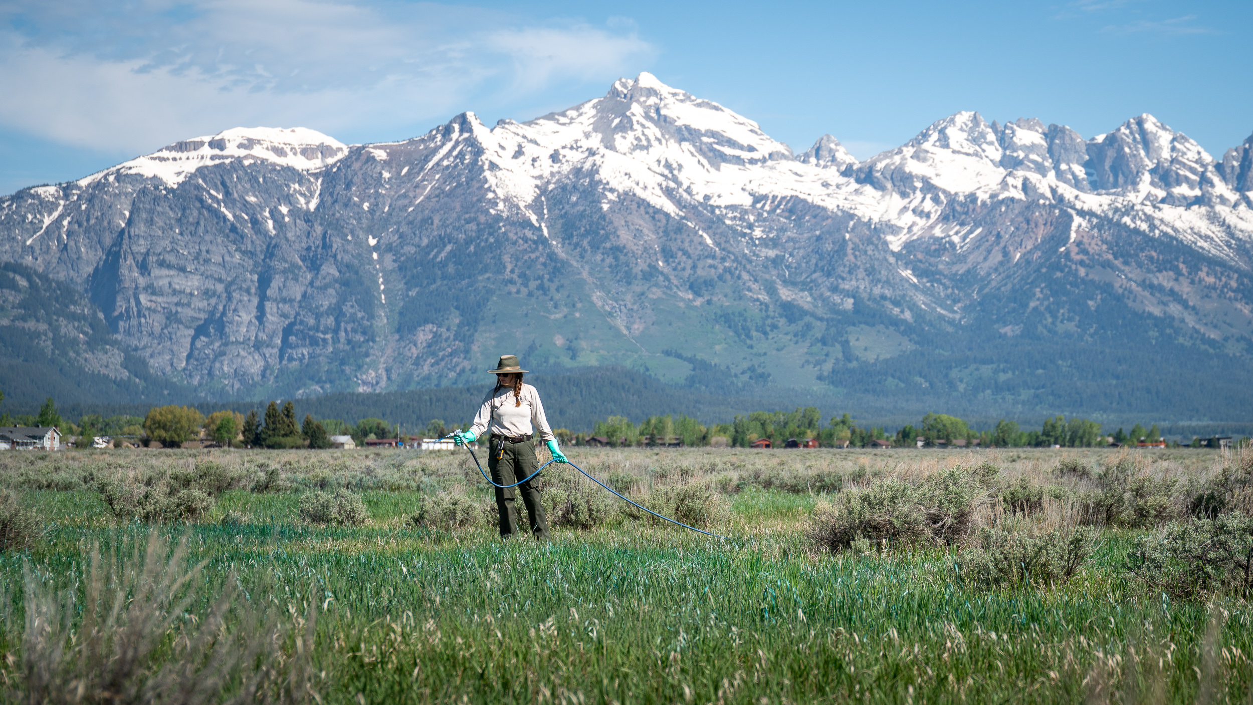 Habitat Restoration Work Park staff work to restore native sagebrush habitat by spraying non-native grasses
