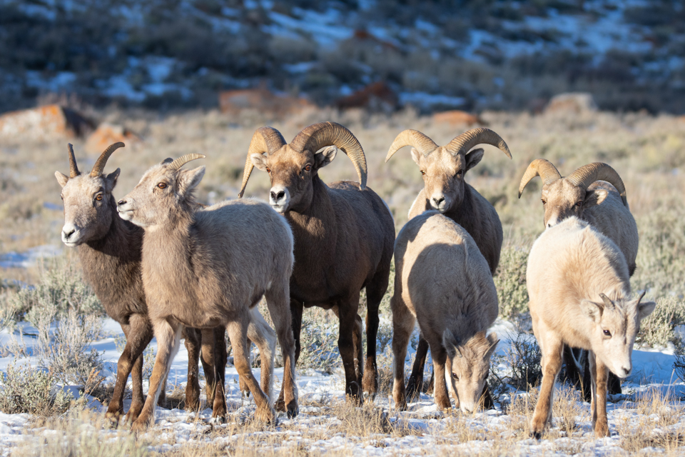Bighorn sheep herd in the snow
