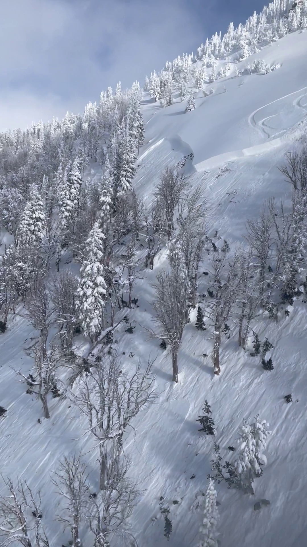 View of avalanche on Albright Peak