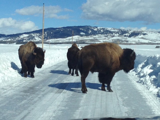 Bisonon Antelope Flats Road, Grand Teton National Park