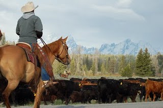 June cattle drive