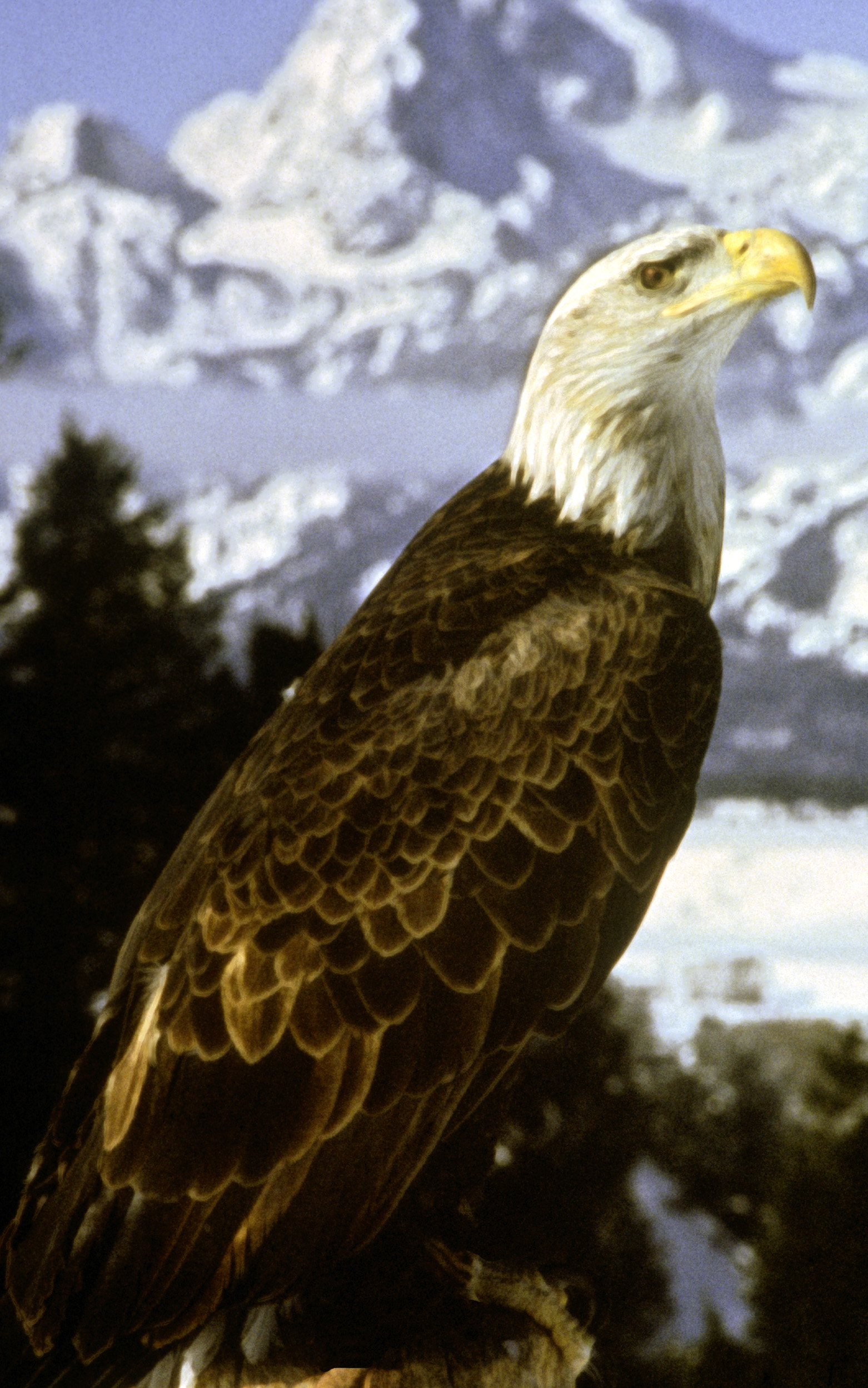 eagle