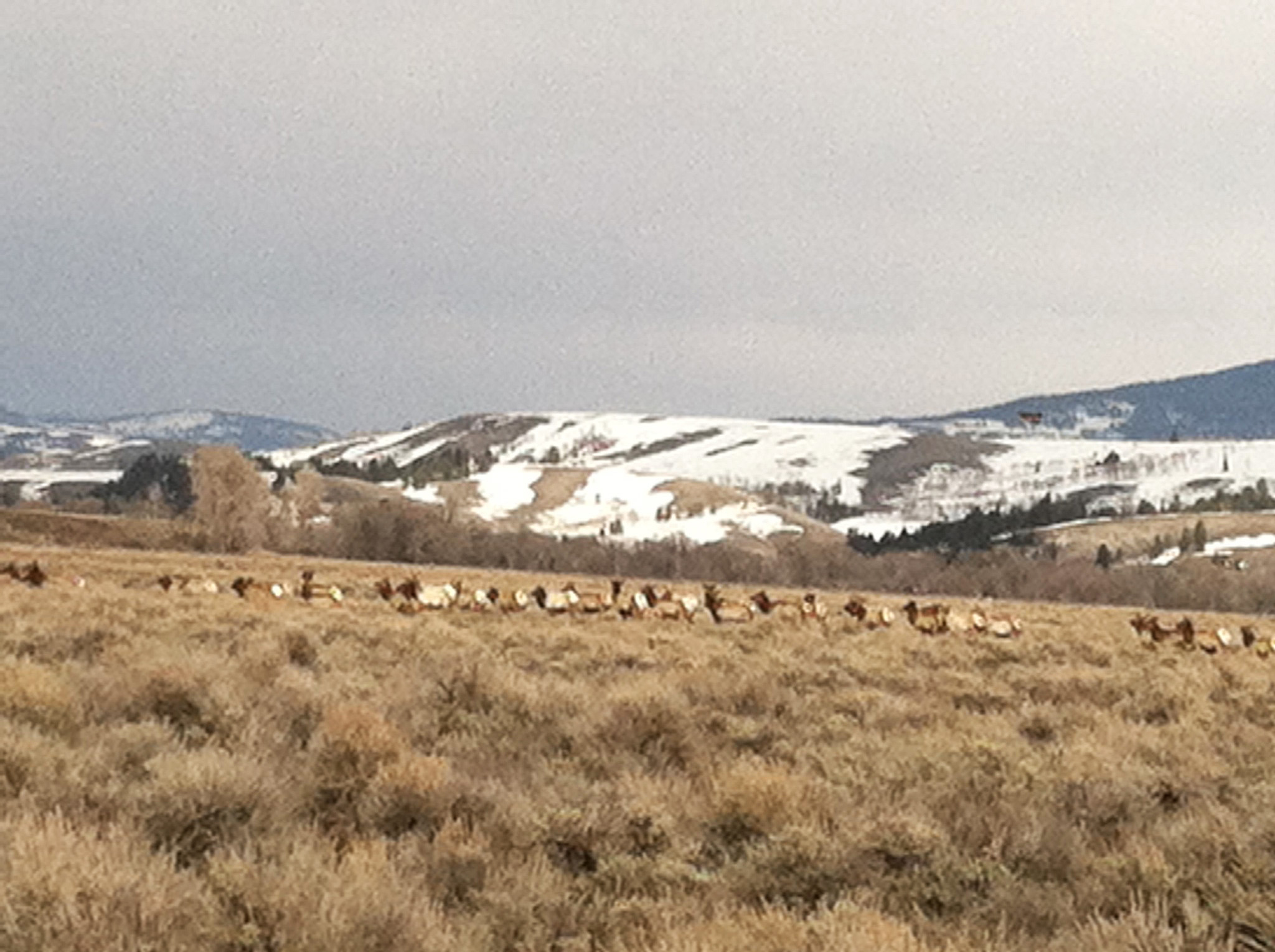 elk herd_GV Jct_4