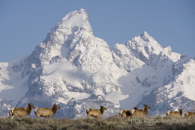 elk-teton2-mg