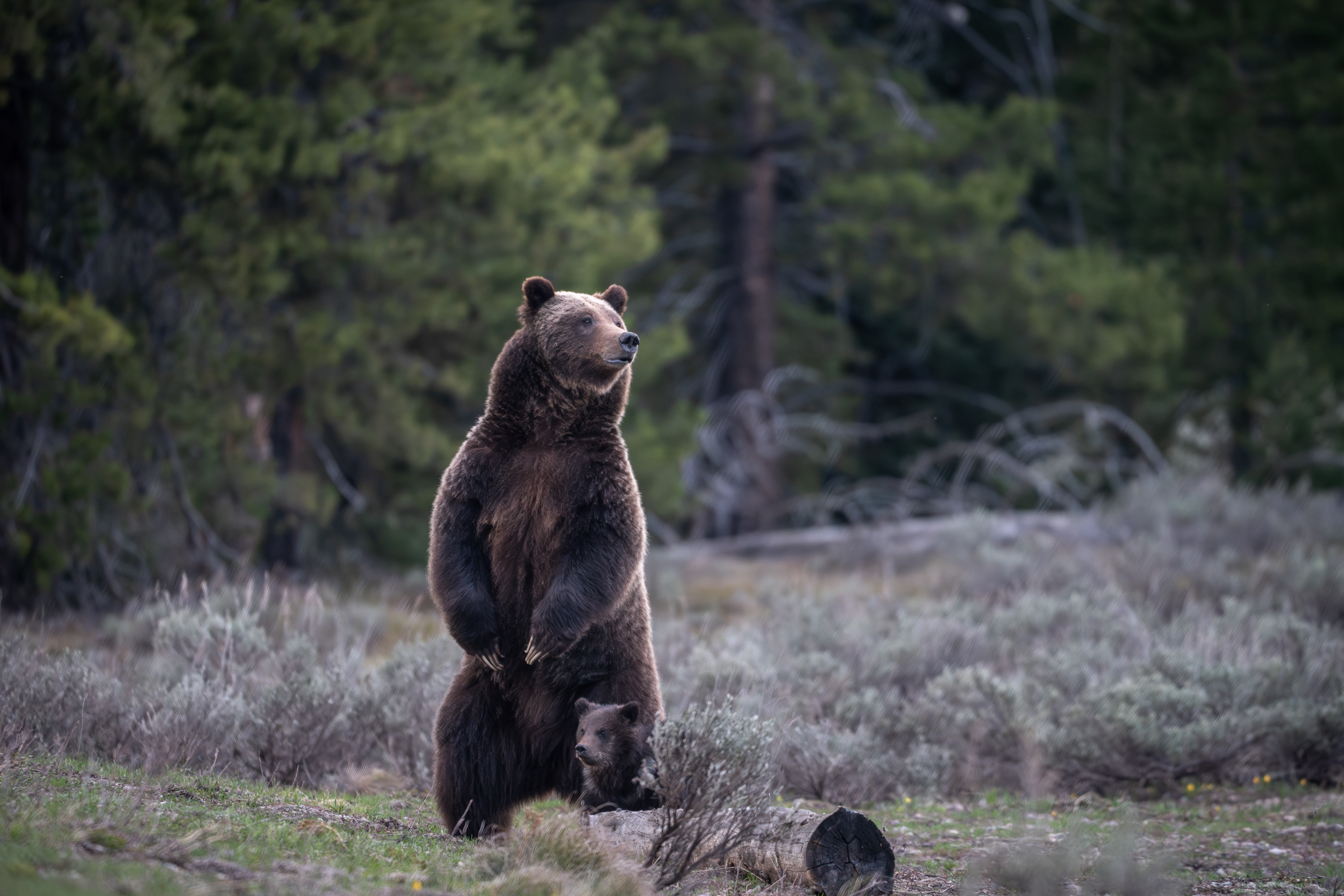 grizzly bear #399 with cub in tow in a field of sagebrush, surrounded by forest